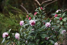 Winter Daphne Flowers / Winter Daphne Bloom Strong Aromatic Flowers From February To March.
