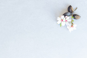 Stem composition with two almond flowers and three almonds in the upper right corner on textured gray background