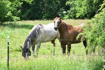 Two Horses by Fence