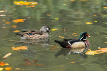 Mother And Child Ducks Float Together In A Small Pond In A Park In The Middle Of The City