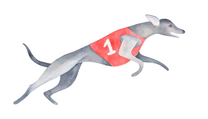  Black running greyhound wearing red t-shirt with 1st number sign. Hand painted watercolour illustration on white background, cut out clip art detail for creative design, sport event banner, print.