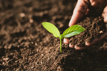 The seedlings are growing from the rich soil.