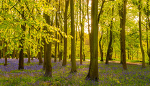 Sunlight Shines Through Trees In Bluebell Woods