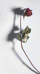 A shot of a beautiful aging rose with its shadow on a textured paper