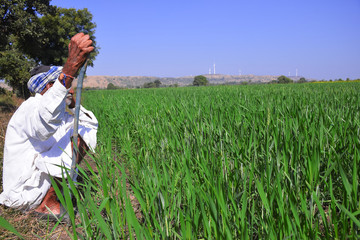 Elderly Indian farmer inspecting his wheat field. Greenery of Indian farms. spring crop