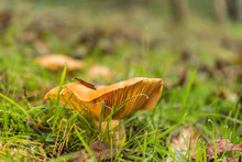Mushroom In The Forest, Forest Mushroom In The Grass