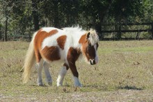 Little Pony Horse