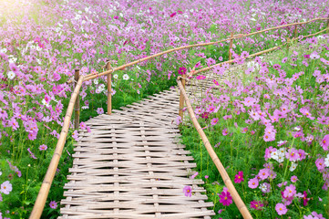 Wall Mural - background field aster of cosmos flower bloom gardens bloom