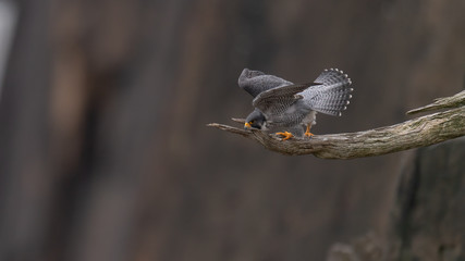Wall Mural - a peregrine falcon prepares to fly.
