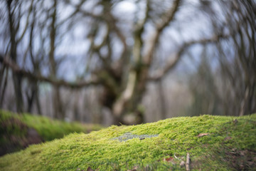 artistic blur in a winter forest background