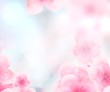 rectangular Japanese Spring Sakura cherry blossoms 336x280 size website square banner background. 3D Illustration Clip-Art with Floral spring petal design header. copy space in pink, white and blue