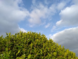 tree and blue sky