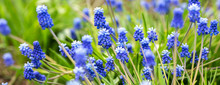 Blue Grape Hyacinths Free Stock Photo - Public Domain Pictures