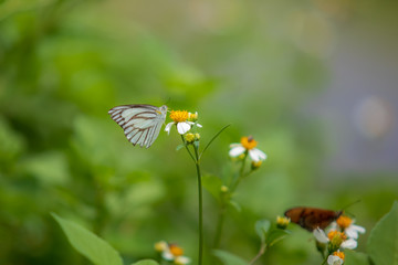 Wall Mural - Beautiful small colorful butterfly on the white daisy flower in the meadow garden park.