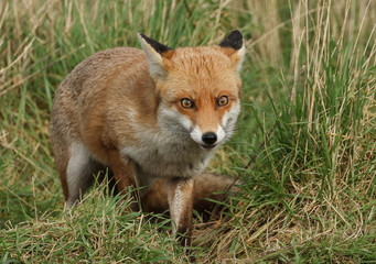 Wall Mural - A magnificent wild Red Fox, Vulpes vulpes, hunting for food in a meadow.