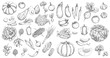 Vegetables, farm food vector isolated sketches. Tomato and pepper, carrot and cabbage, onion, garlic, chilli and broccoli, cucumber, pea and pumpkin, mushroom and radish, eggplant, olives and avocado