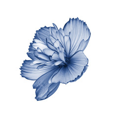 Wall Mural - Cosmos flower terry isolated on white side view. Isolate of cosmos flower tinted in classic blue. Fresh natural wildflower