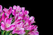 group of pink freesia flowers isolated on black