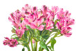 bunch of pink freesia flowers on white