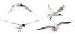 isolated four black head gulls flight