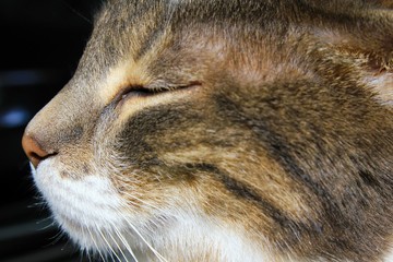 Cute cat face close up