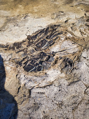 Tree fossils that look like traces of a bonfire. A miracle land where fossils from 1.7 to 2 million years ago are exposed on a large scale.