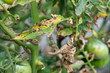 Tomato blight on maincrop foliage. fungal problem Phytophthora disease which causes spotting on late tomato leaves