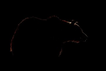 Wall Mural - brown bear contour in black background