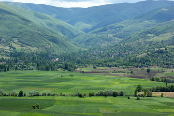 Poster - rural landscape green cultivated fields