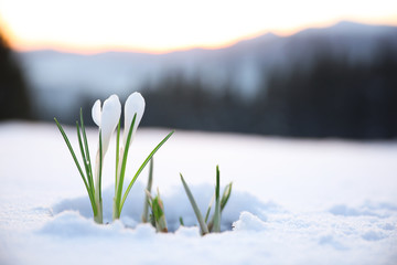 beautiful crocuses growing through snow, space for text. first spring flowers