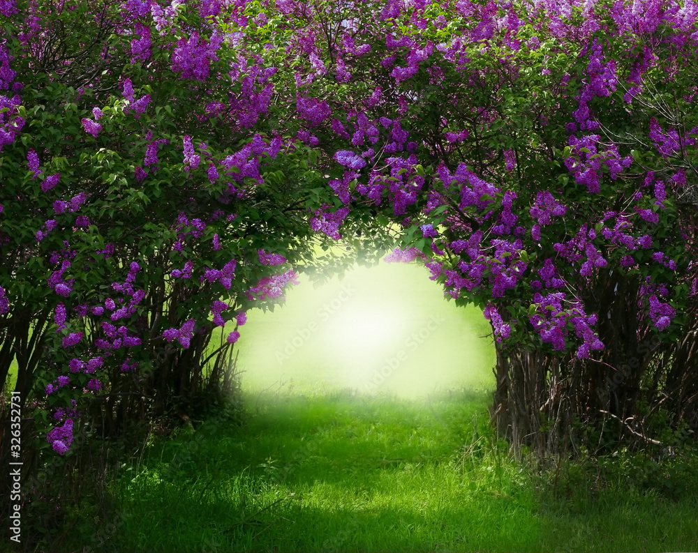 Fantasy background . Magic forest with road.Beautiful spring  landscape.Lilac trees in blossom Stock Photo | Adobe Stock, image size:1000x793