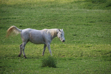 white horse in the sunset light