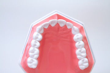 Artificial model of the human upper jaw with white teeth.