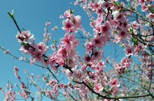 Pink Cherry Blossom Flower In Spring Time Over Blue Sky.
