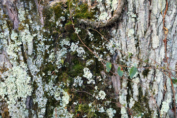 green moss growth tree bark wood close-up