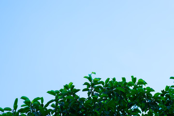 Sky and tree in sunny day