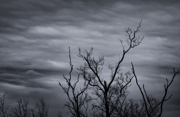 Wall Mural - Silhouette dead tree on dark dramatic sky and white clouds background for death and peace. Halloween day background. Despair and hopeless concept. Sad of nature. Death and sad emotion background.