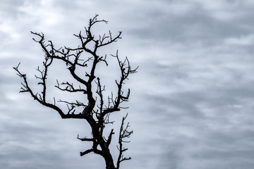 Wall Mural - Silhouette dead tree on dark dramatic sky and white clouds background for death and peace. Halloween day background. Despair and hopeless concept. Sad of nature. Death and sad emotion background.