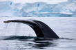 Closeup whale