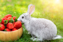 Cute Beautiful Gray Fluffy Rabbit Sitting On Green Grass Lawn Backyard And Smell, Eat And Tasting Ripe Red Strawberry In Wooden Bowl. Small Sweet Bunny At Garden Sunny Day. Easter Animal Background