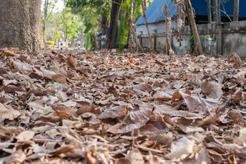 dry leaves pattern in some leaves