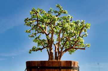 Succulent plant called Portulacaria afra in a wooden pot.  Bonsai style.