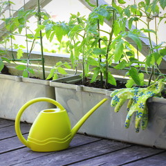 Wall Mural - Planting tomatoes seedlings.Vegetable garden on a terrace. Container vegetables gardening.