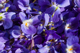 Fototapeta Kwiaty - Violets