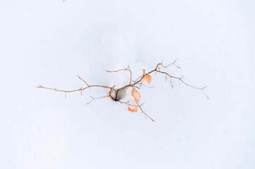 Sticker - Rusty dry leaves on a beech tree in winter with snow.