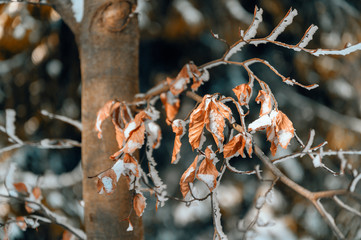 Wall Mural - Rusty dry leaves on a beech tree in winter with snow.