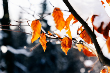 Wall Mural - Rusty dry leaves on a beech tree in winter with snow.