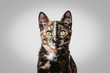 © REFLEJAARTE  - Stock photo of young hawksbill cat with face in two colors and yellow eyes sitting looking at camera and gray gradient background.