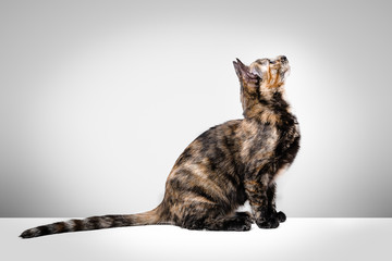 Stock photography of tricolor young hawksbill cat sitting in profile looking up on white background.