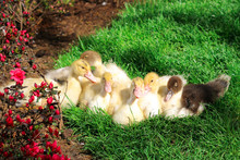Bunch Of Baby Ducks On Nature.